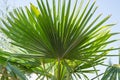 Sabal minor known as dwarf palmetto beautiful leaf of a palm green background saw palmetto against blue sky