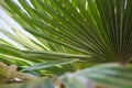 Sabal minor, known as dwarf palmetto,beautiful leaf of a palm, green background, saw palmetto. Selective focus, beauty in nature Royalty Free Stock Photo