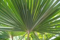 Sabal minor, known as dwarf palmetto,beautiful leaf of a palm, green background, saw palmetto. Selective focus, beauty in nature Royalty Free Stock Photo