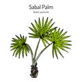 Sabal palm, or cabbage-palm Sabal palmetto