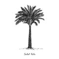 Sabal Palm cabbage-palm, palmetto, cabbage, blue, Carolina or common palmetto, swamp cabbage tree silhouette, hand drawn gravure