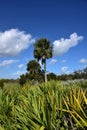 Sabal Palm Tree