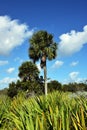 Sabal Palm Tree