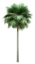 Sabal palm tree isolated on white