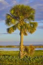 Sabal Palm Tree Sunlit Royalty Free Stock Photo