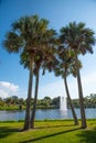 Sabal palm trees in Florida city park