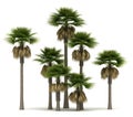 Sabal Palm Trees