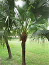 Palmetto & x28;Sabal palmetto& x29; Royalty Free Stock Photo