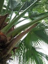 Palmetto & x28;Sabal palmetto& x29; Royalty Free Stock Photo