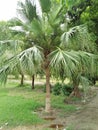 Palmetto ;Sabal palmetto Royalty Free Stock Photo