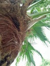 Palmetto ;Sabal palmetto Royalty Free Stock Photo