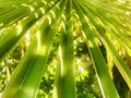 Sabal palmetto , Cabbage palm close up view .