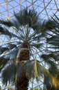 Sabal Palmetto in Conservatory Royalty Free Stock Photo