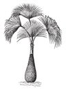 Sabal Palmetto vintage illustration