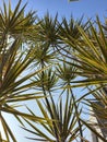 Sabal plants thrive in the office yard