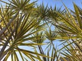 Sabal plants thrive in the office yard