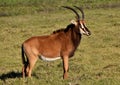 Sabel Antelope on a meadow