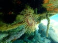 Sabella spallanzanii, Mediterranean fanworm, feather duster worm, European fan worm. Royalty Free Stock Photo