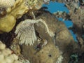 Sabellastarte indica , red sea