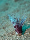 Sabellastarte hiding in seabed of ocean in Southeast Asia