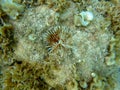 Sabellidae feather duster worms are a family of marine polychaete tube worms characterized by protruding feathery branchiae Royalty Free Stock Photo