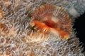 Sabellidae, or feather duster worms Royalty Free Stock Photo