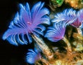 Sabellidae,feather duster worms Royalty Free Stock Photo