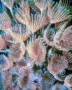 Sabellidae,feather duster worms Royalty Free Stock Photo