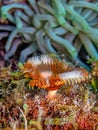 Sabellidae,feather duster worms,Split-crowned feather duster worm Royalty Free Stock Photo