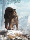 Saber Tooth in Snow Royalty Free Stock Photo