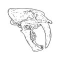 Saber tooth tiger fossilized skull hand drawn sketch image. Big feline bones fossil illustration drawing. Vector stock outline Royalty Free Stock Photo