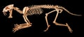 Saber - toothed tiger Hoplophoneus primaevus skeleton . Isolated background Royalty Free Stock Photo