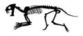 Saber - toothed tiger Hoplophoneus primaevus skeleton . Silhouette vector . side view