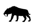 Saber toothed tiger silhouette extinct mammalian animal Royalty Free Stock Photo