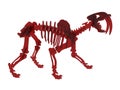 Saber-toothed tiger skeleton