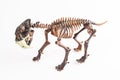 Saber-toothed tiger Royalty Free Stock Photo