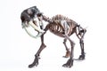 Saber-toothed tiger Royalty Free Stock Photo