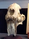 Saber-toothed tiger