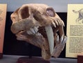 Saber-toothed tiger