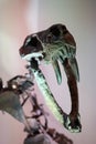 Sabertooth tiger fossil has canine teeth