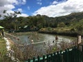 Sabeto Mud Pool hot spring with visitor crowd nearby Nadi, Fiji with mountain background