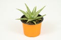 Sabila plant with white background, Aloe Vera