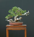 Sabina juniper bonsai Royalty Free Stock Photo