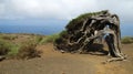 Sabina tree Juniperus turbinata canariensis twisted by the wind. La Dehesa. Frontera Rural Park. El Hierro. Canary Islands. Royalty Free Stock Photo