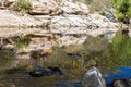 Sabino Canyon Royalty Free Stock Photo