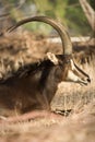 Sable antelope Royalty Free Stock Photo