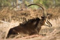 Sable antelope Royalty Free Stock Photo