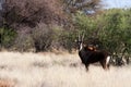 Sable antelope