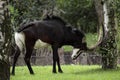 Sable antelope