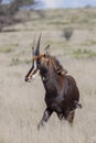 Sable Antelope Royalty Free Stock Photo